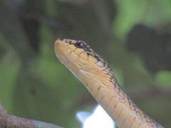 Phrynonax poecilonotus