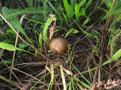 Entoloma