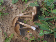 Entoloma