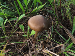 Entoloma