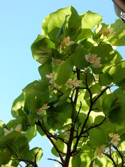 Styrax platanifolius