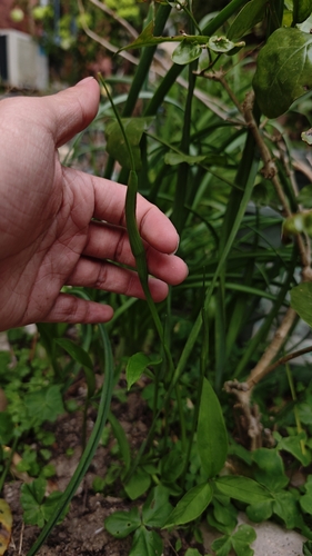 Foto de Peito-de-moça