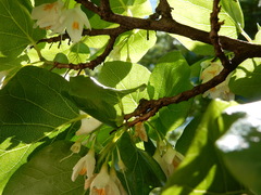 Styrax platanifolius