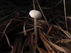 Entoloma sericellum