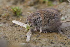 Field Vole photo 5