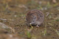 Field Vole photo 2