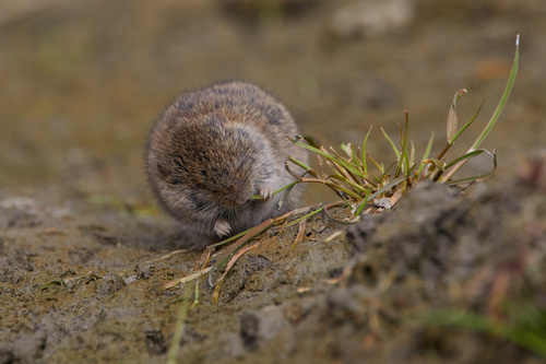 Pievinis Pelėnas nuotrauka