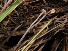 Entoloma sericellum