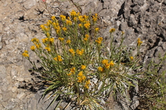 Solidagininae