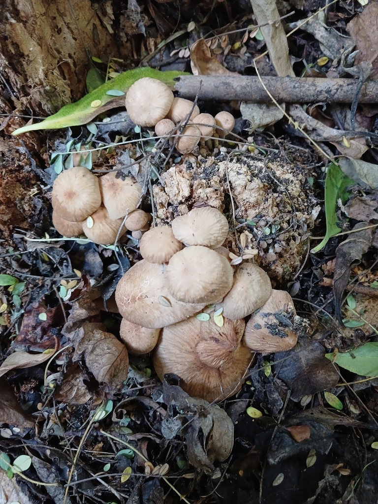 Collybiopsis subpruinosa · April 2025 · photo: © ecoman (iNaturalist, cc-by)