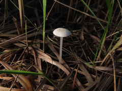 Entoloma sericellum