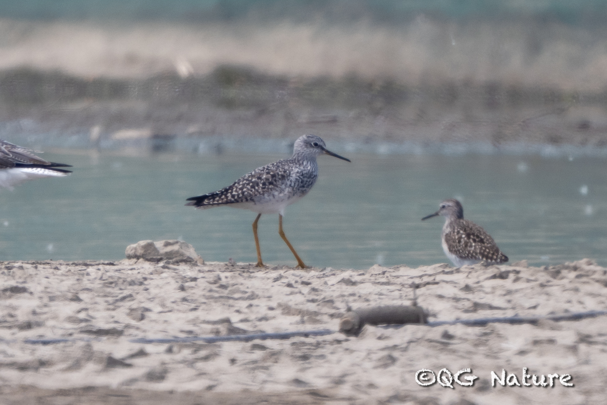 Lesser Yellowlegs