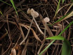 Entoloma sericellum