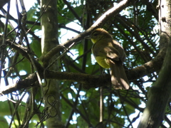 Chlorocichla flaviventris flaviventris