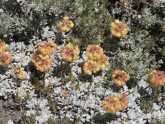 Eriogonum douglasii