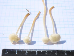Entoloma sericellum