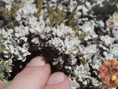 Eriogonum douglasii