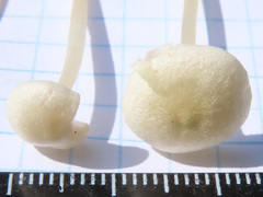Entoloma sericellum
