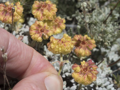 Eriogonum douglasii