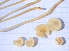 Entoloma sericellum