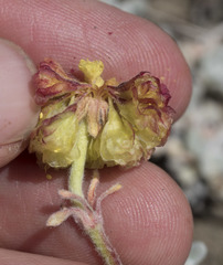 Eriogonum douglasii