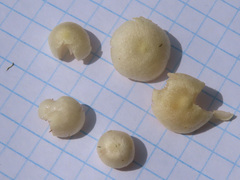 Entoloma sericellum