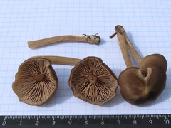 Entoloma