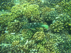 Epinephelus labriformis