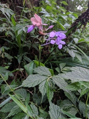 Calanthe masuca