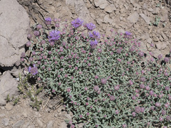 Monardella odoratissima glauca