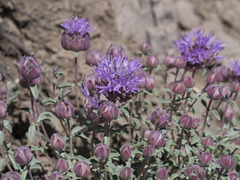 Monardella odoratissima glauca