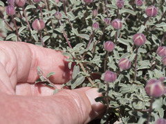 Monardella odoratissima glauca