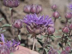 Monardella odoratissima glauca