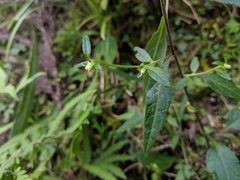 Carpesium divaricatum