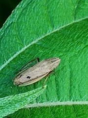 Prairiana
