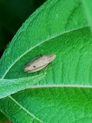 Prairiana