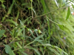 Carpesium divaricatum