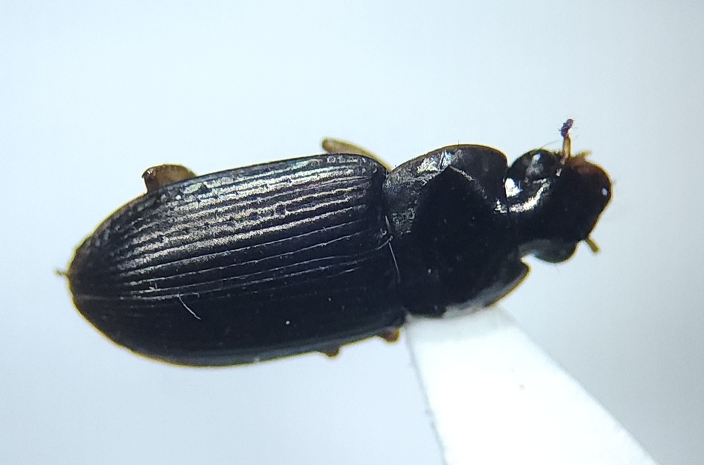 Selenophorus discopunctatus