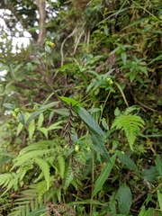 Carpesium divaricatum