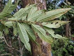 Pourthiaea beauverdiana