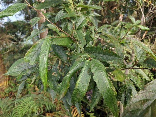 Pourthiaea beauverdiana, photograph 1