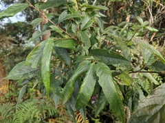 Pourthiaea beauverdiana, photograph Cheng-Te Hsu, CC BY, iNaturalist via GBIF