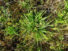 Carex viridula