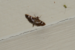 Desmia deploralis
