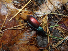 Carabus hispanus