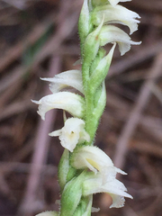 Spiranthes casei