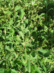 Salix aurita