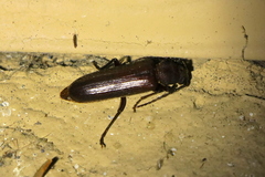 Arhopalus