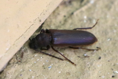 Arhopalus