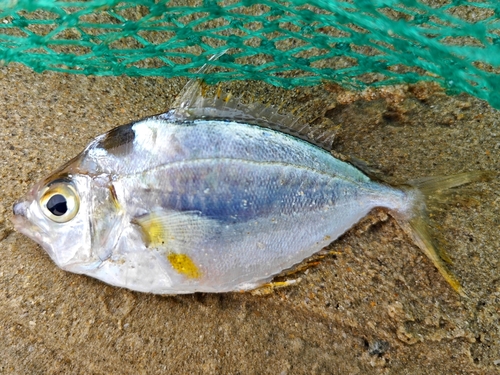 Oblong ponyfish (Nuchequula gerreoides) — Leiognathidae — 4